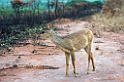 Pampas deer